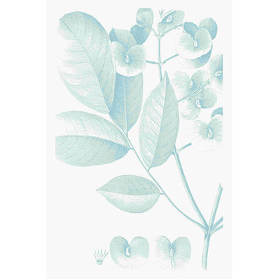 «Botanical Study In Spa V» par Vision Studio - impression sur toile tendue