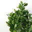 Anjeli 75cm Faux Foliage Plant in Pot