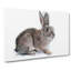 Brown Bunny Rabbit in Abstract - Wrapped Canvas-55314082