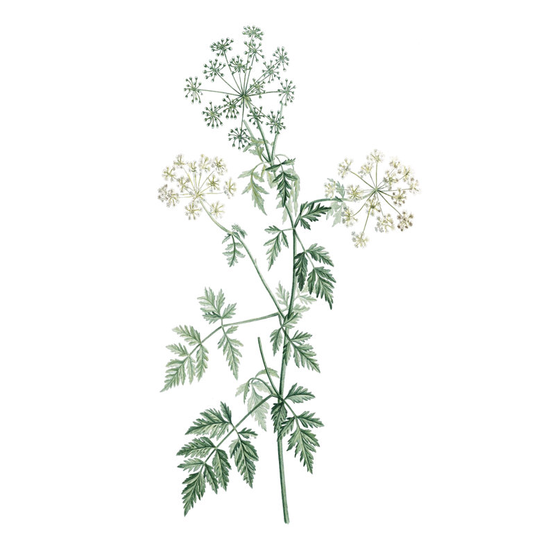 Soft Green Botanical II by Vision Studio - Wrapped Canvas Painting, 122cm H x 81cm W