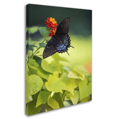 Cattima 'Spicebush Swallowtail Butterfly' Photographic Print on Wrapped Canvas