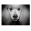 « standard caniche », reproduction d’impression sur toile tendue-33555906