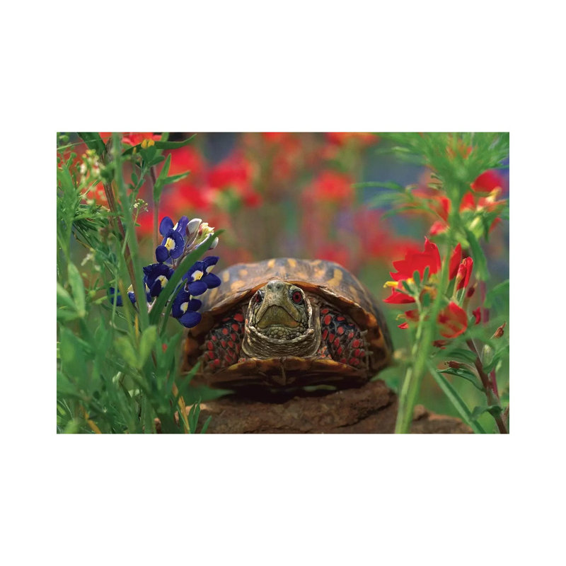 Western Box Turtle Among Lupine, North America And Paintbrush by Tim Fitzharris - Wrapped Canvas Print