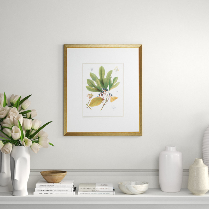 Antique Sassafras Print by Sprague