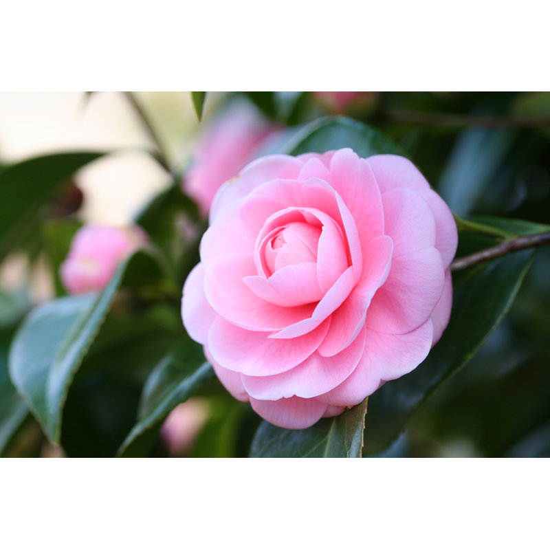 Japanese Camellia by AKIsPalette - Wrapped Canvas Print, 30cm H x 46cm W