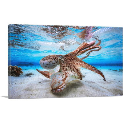 Octopus in Shallow Ocean Water - reproduction de photo sur toile tendue