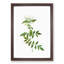 Jasmine Flowers by Pierre-Joseph Redoute - Picture Frame Graphic Art Print-55610112-55610111