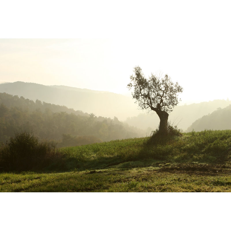 Olive Trees by Suzyco - Wrapped Canvas Print, 20cm H x 30cm W x 3.8cm D