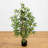 Multi Bambusa Bamboo Silk Tree-524981745