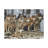 Wolf Pack Stretched Canvas Wall Art