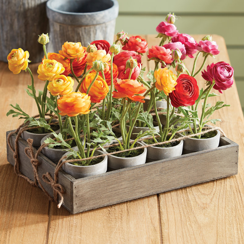 Alina Mini Ranunculus 1 " Potted