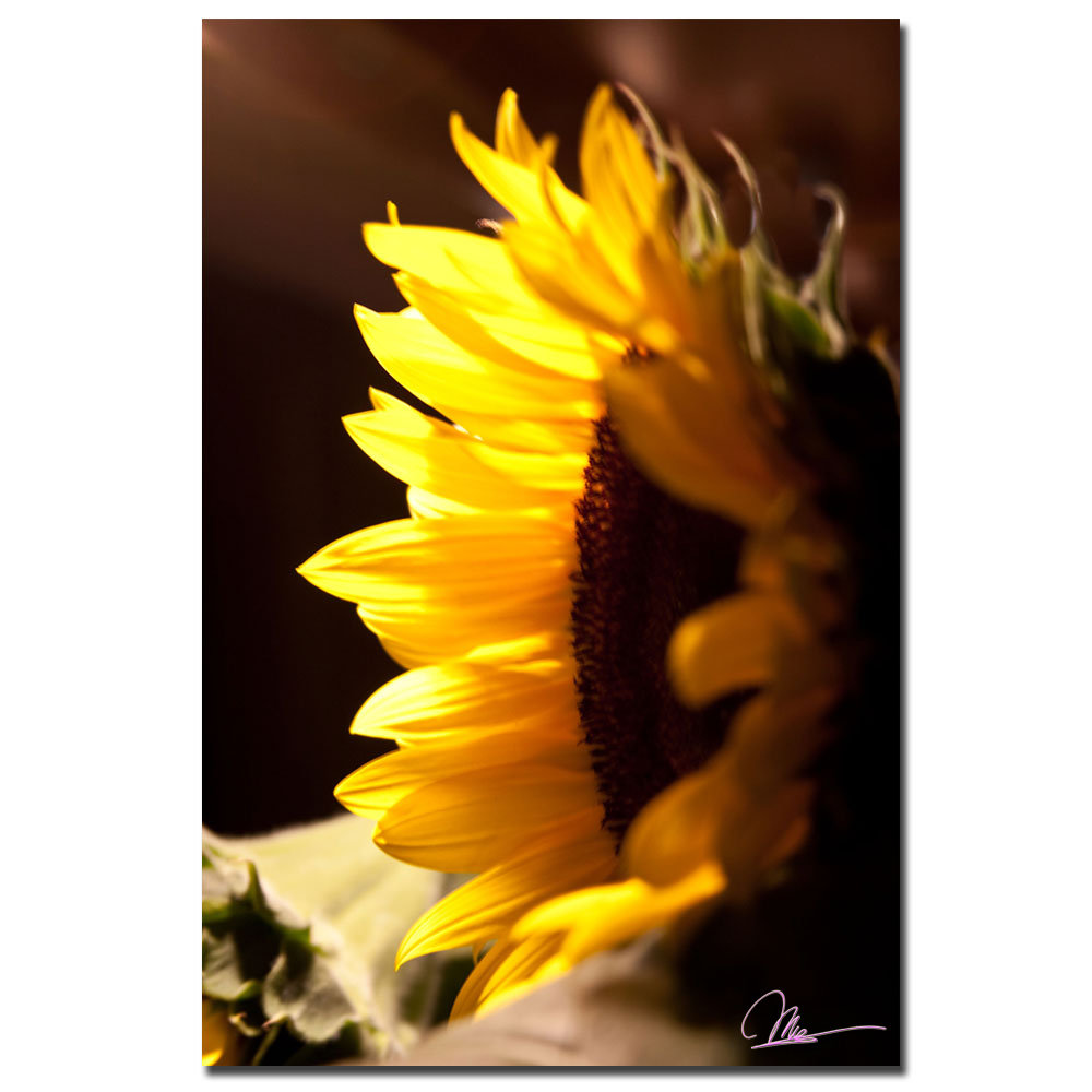 " Sunflower II " by Martha Guerra Trademark Fine Art