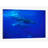 " A Large Pod Of Travelling Humpback Whales, Maui, Hawaii (Photo Obtained Under NMFS Permit 987) " by Flip Nicklin-72437581-72437576-30005052