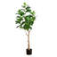 7 pi Ficus Audrey artificiel-1619356194