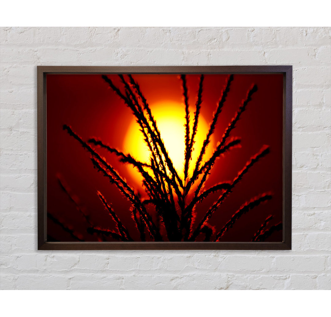 As The Sun Lights Up The Reeds - Einzelbildrahmen Kunstdrucke auf Leinwand