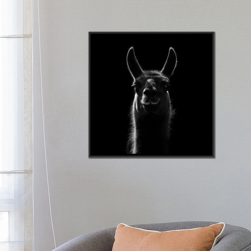 " Llama " by Lukas Holas, 18" H x 18" W x 1.5" D, Black Framed Canvas, No Mat