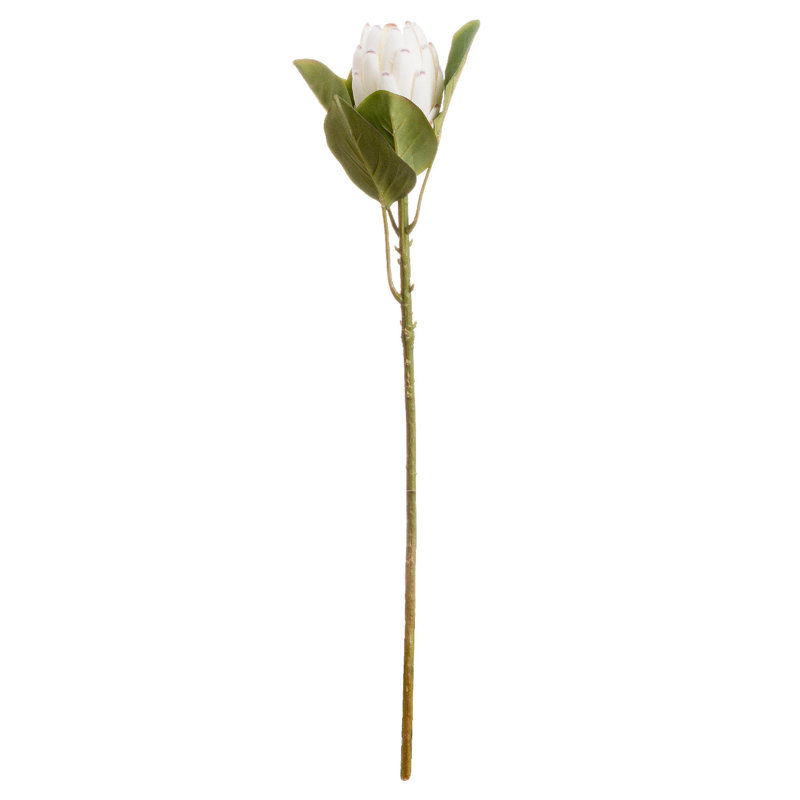 Anastasija Arrangement