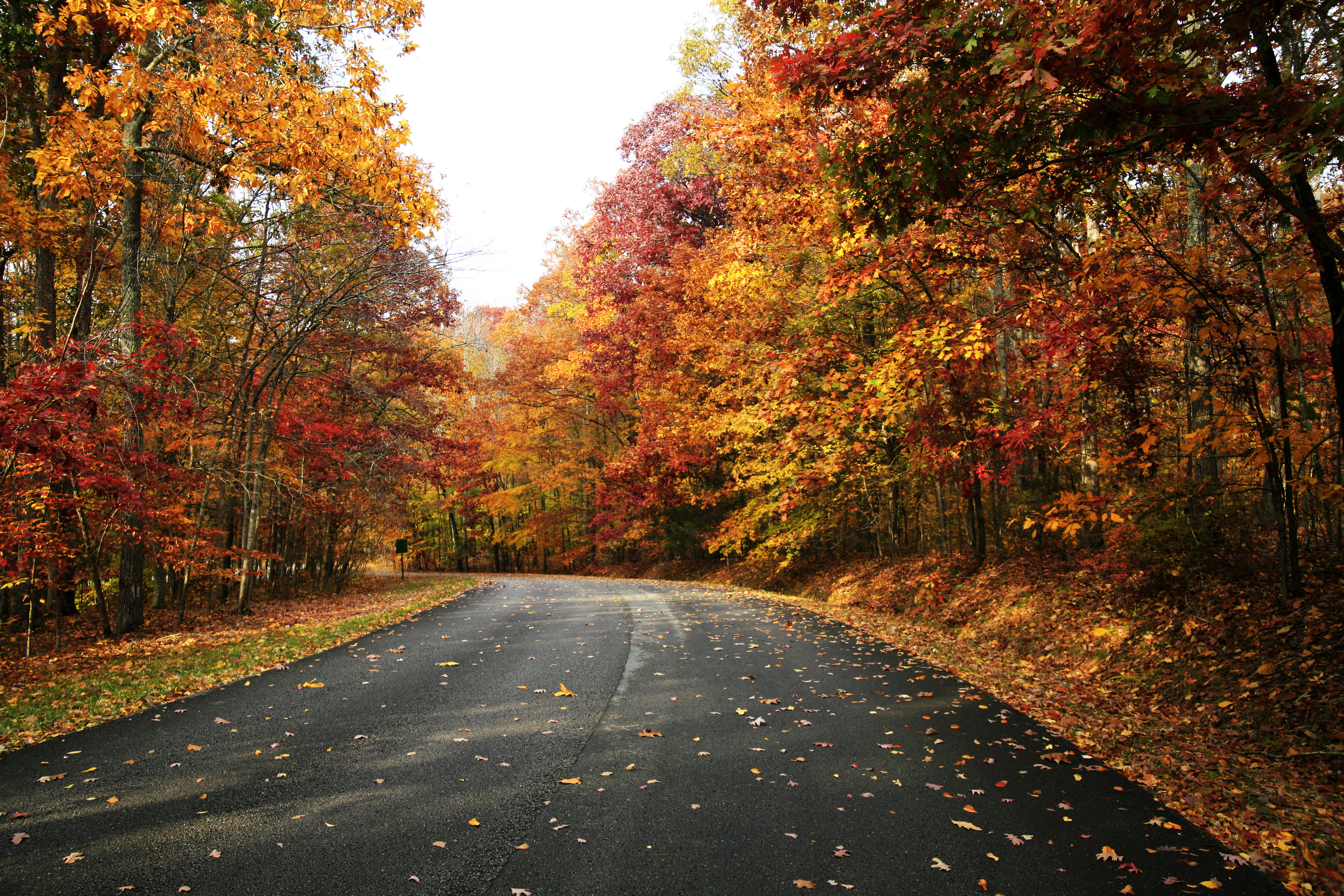 Millwood Pines Fall Road - Wrapped Canvas Photograph | Wayfair