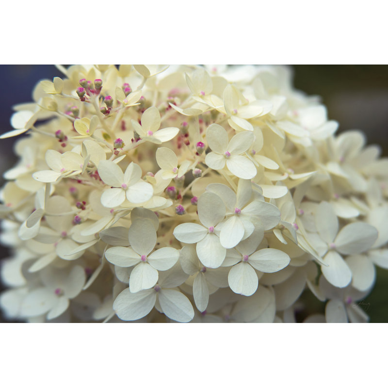 «Hydrangea Delight I» par Felicity Bradley, reproduction de photo sur toile tendue, H 20 po x l 30 po
