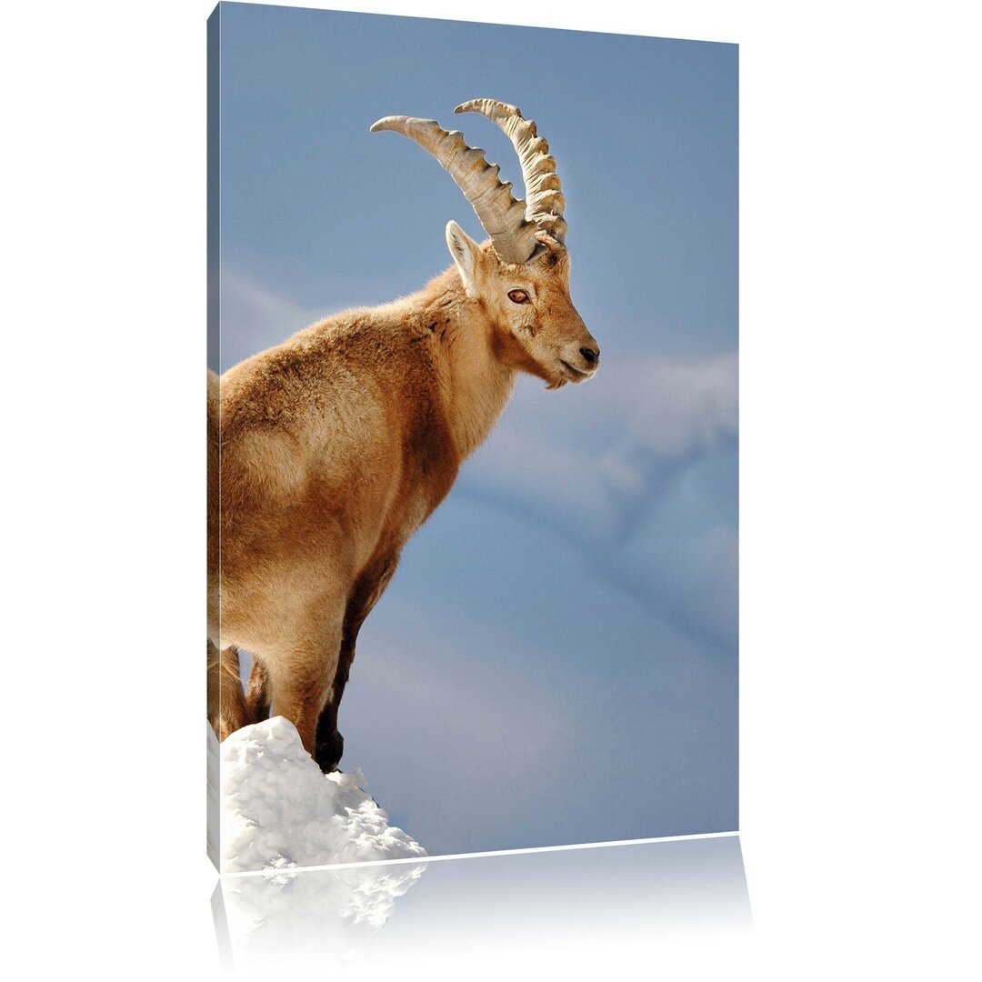 Leinwandbild Ibex in Snow