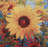 Cotton Blend Pillow Cover