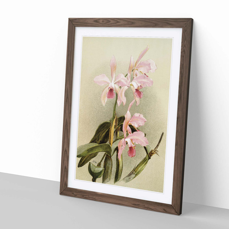 Magnolia Flowers Illustration Tab. 85 by Frederick Sander - Framed Print, 60cm H x 40cm W x 2cm D, Walnut