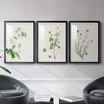 Wispy Botanical I - Vintage Botanical Print, Matted and Framed Under Acrylic Glass, Set of 3, Living Room and Dining Room Wall Art
