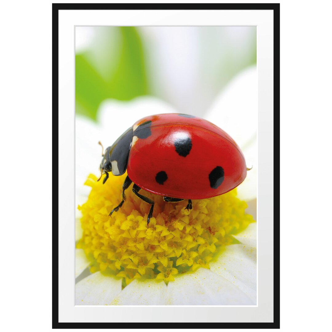 Marienkäfer auf einem Gänseblümchen Gerahmter Fotodruck Poster