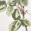 Schumacher x Veere Grenney Betty Chintz Fabric-40539272