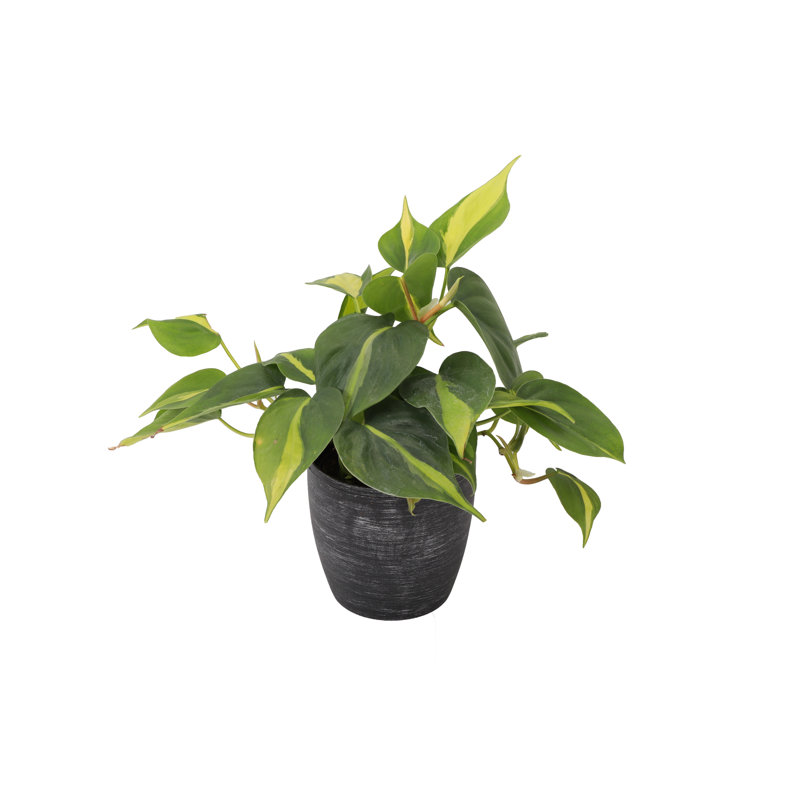 Live Brazil Philodendron Plant in Classic Pot, Brushed Silver