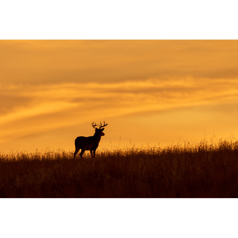 Whitetail Deer - Photographie sur toile tendue, H 8 po x l 12 po