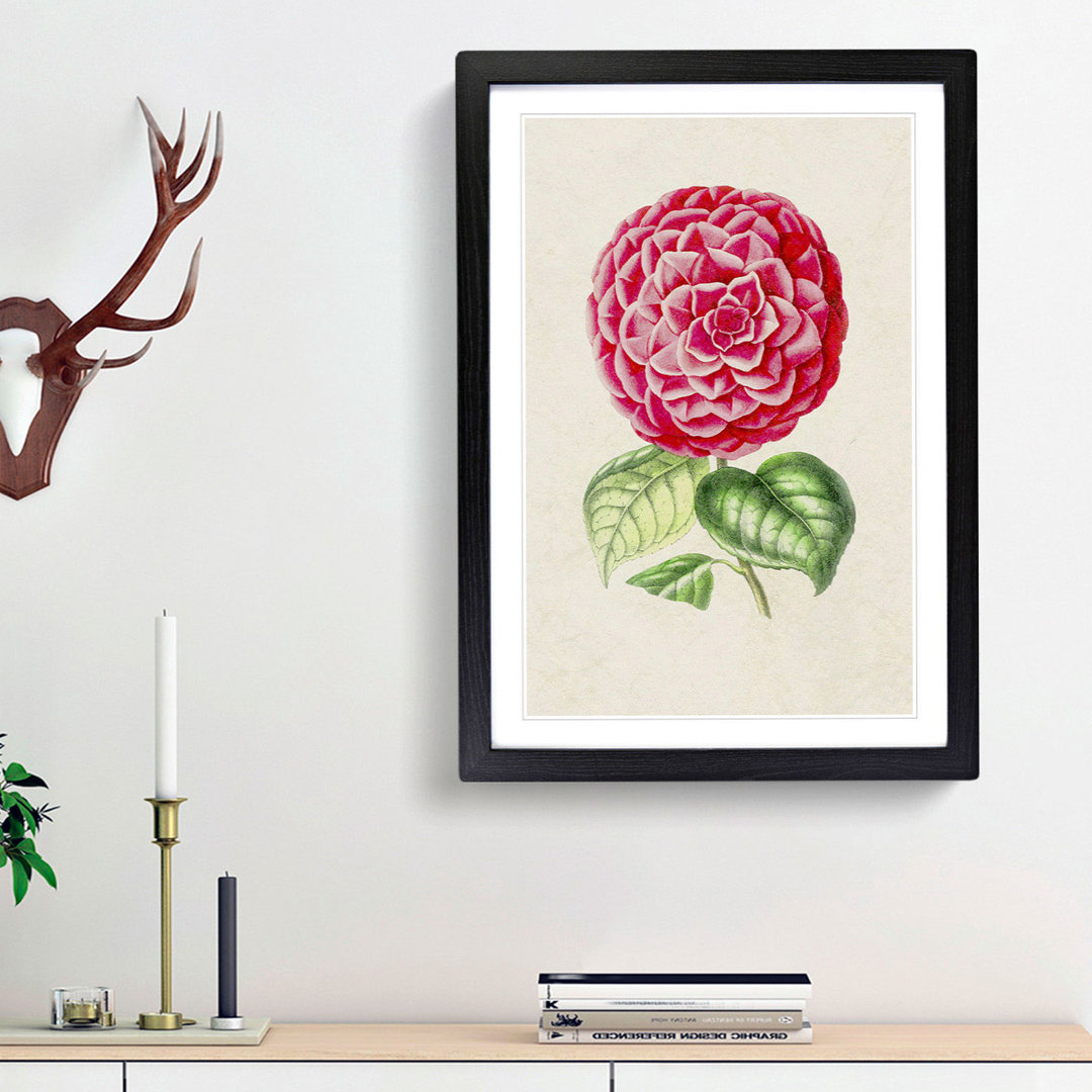 Bright Pink Camellia Flower Illustration - Framed Print