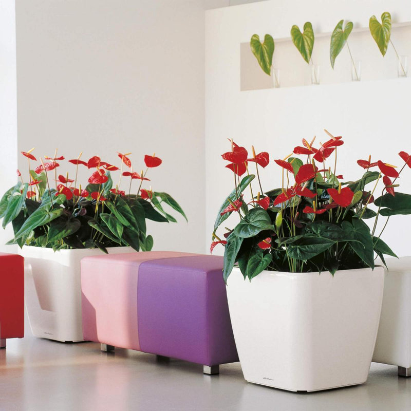 Quadro Premium Pot Planter, White