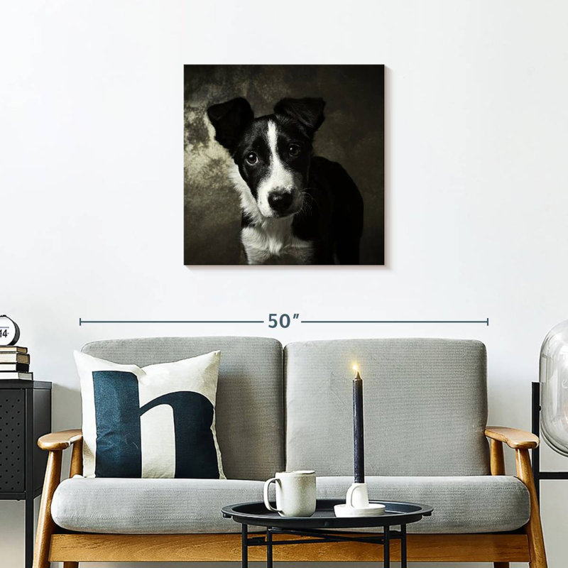 Chiot Border Collie de Brampt
