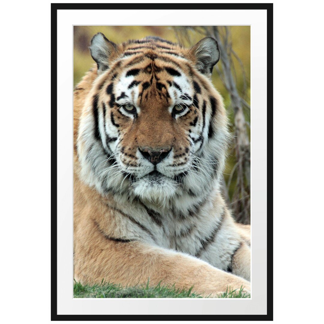 Gerahmtes Poster Schöner Tiger auf Wiese