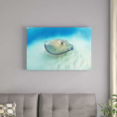 " Southern Stingray "