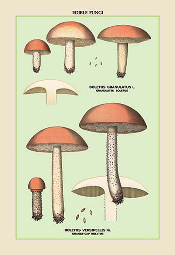 Champignons comestibles : boletus granuleux et versipellis, impression, H 66 po x l 44 po x P 1,5 po