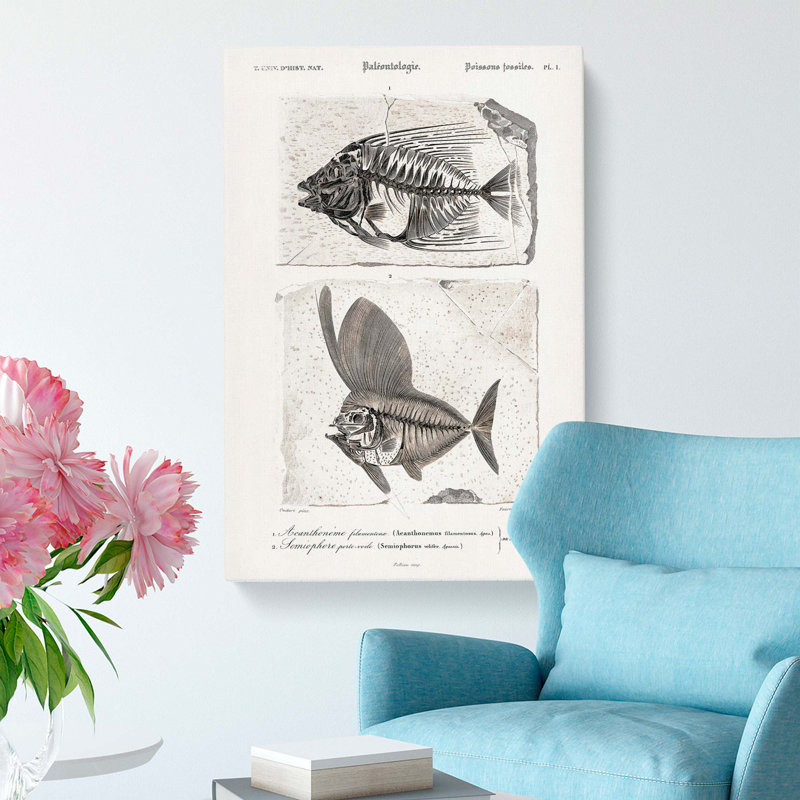 Fish Fossil Illustrations PL. L by Charles D' Orbigny - Wrapped Canvas Painting, 76cm H x 50cm W x 3cm D