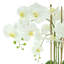 Organic Modern Orchid Arrangement in Ceramic Vase