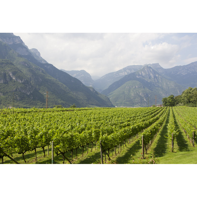Grape Plantation In Italy by Kizel - Wrapped Canvas Print, 30cm H x 46cm W x 3.8cm D