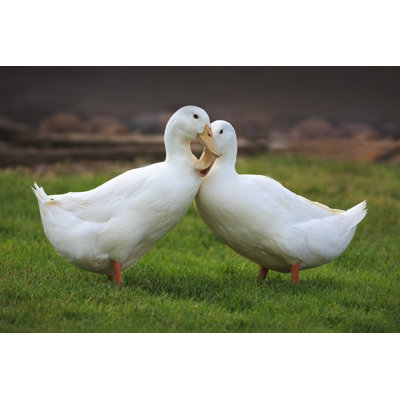 Ducks In Love by Maria Jeffs - Wrapped Canvas Print