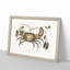 Land Crab by Mark Catesby - Picture Frame Painting Print-55777598-55777599
