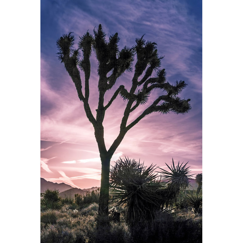 Vue de Joshua Tree VII, H 12 po x l 8 po x P 1,25 po
