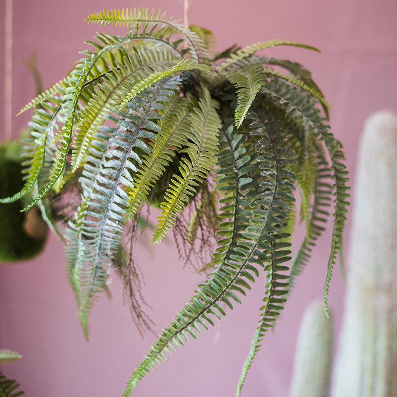 Plante à rustique