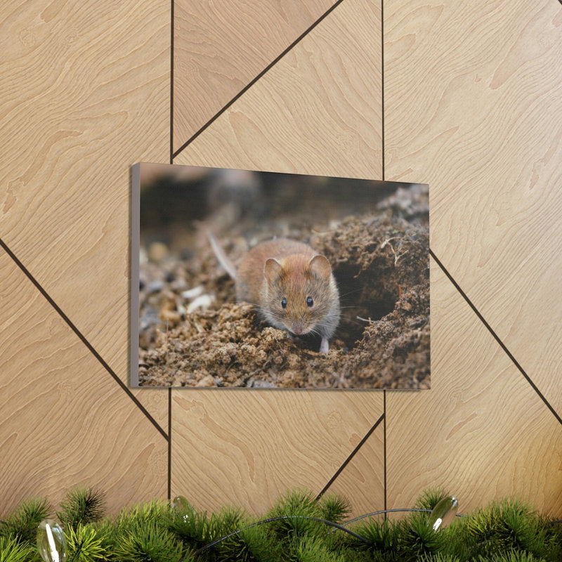 No Frame Print on Canvas, 30.48cm H x 40.64cm W