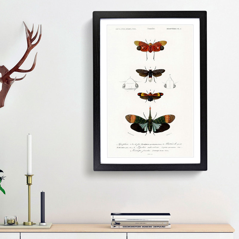 Moth Illustrations Pl.5 by Charles d' Orbigny - Picture Frame Painting Print, 48cm H x 36cm W x 2cm D, Black Framed