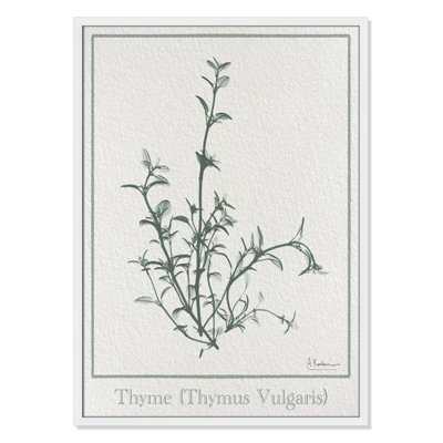 Jeanette "Thymus Vulgaris" Print