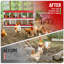 Chicken Coop-555076745