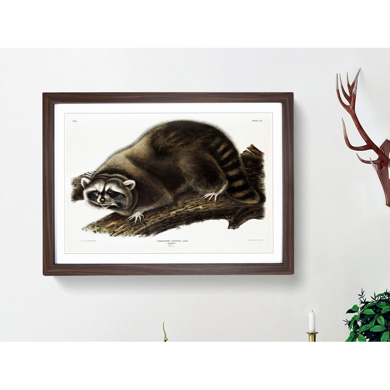 Raccoon by J.W. Audubon - Picture Frame Painting Print, 40cm H x 60cm W x 2cm D, Walnut