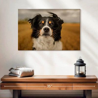 Brampt Expressive Border Collie